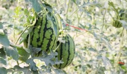 成县网红吃瓜,揭秘网络红人的真实一面